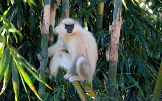 The golden langurs from Zhemgang (Bhutan)