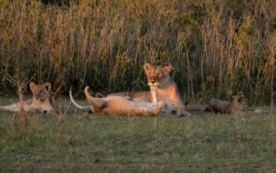 The lion family cuddling in the sunset