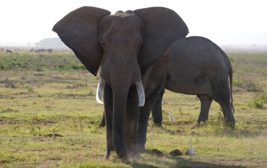 My "big five" from Amboseli National Park (Kenya)