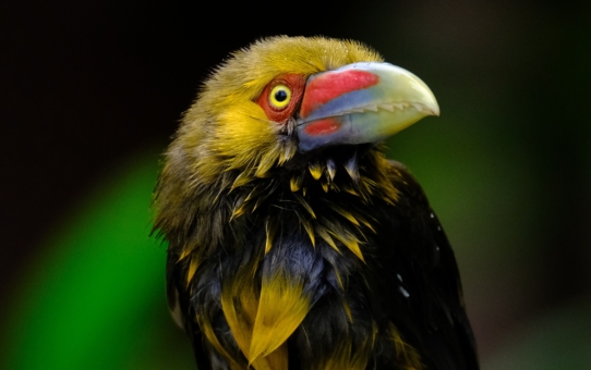 Birds of Singapore